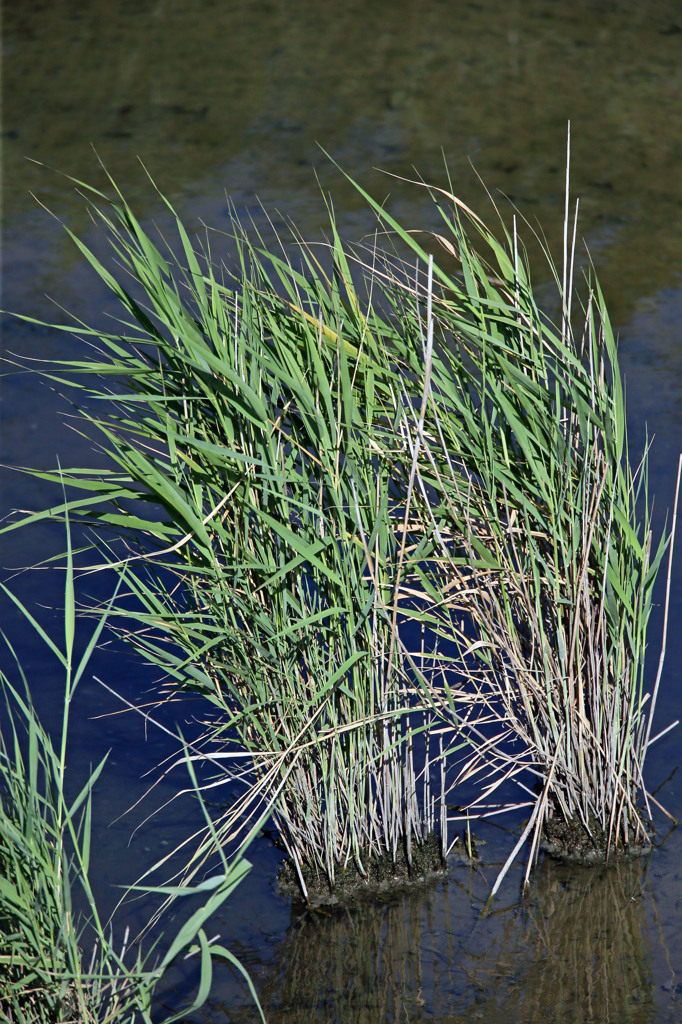 いつもの水路に秋が来た