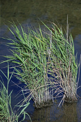 いつもの水路に秋が来た