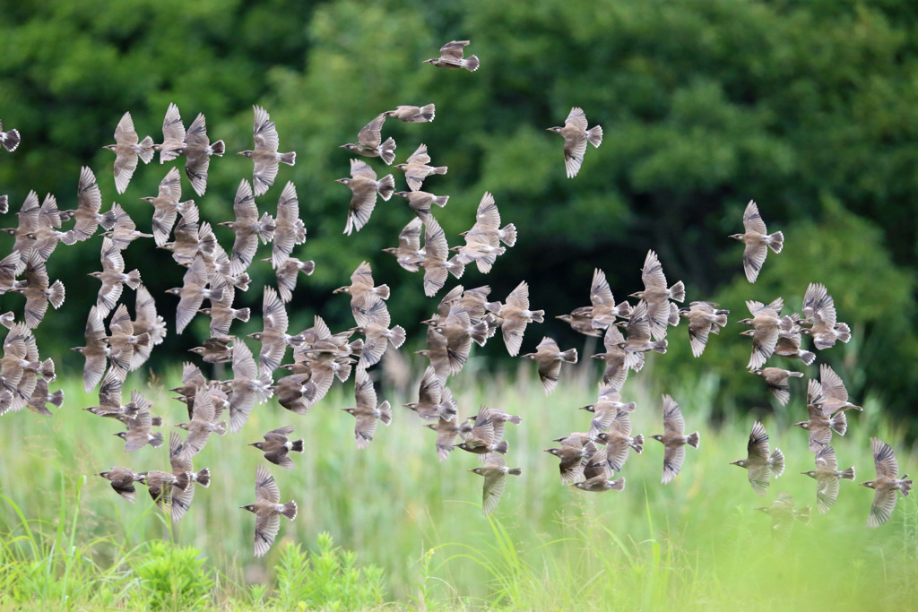 ムクドリいっぱい