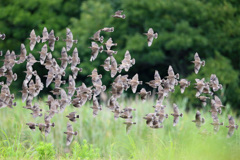 ムクドリいっぱい