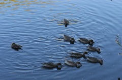 僕について来い
