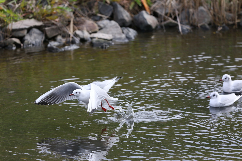 ユリカモメ飛び出し