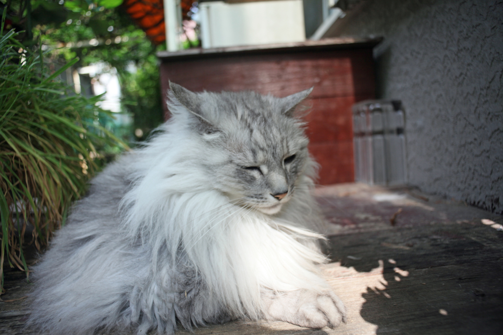 ちょっと暑いにゃん