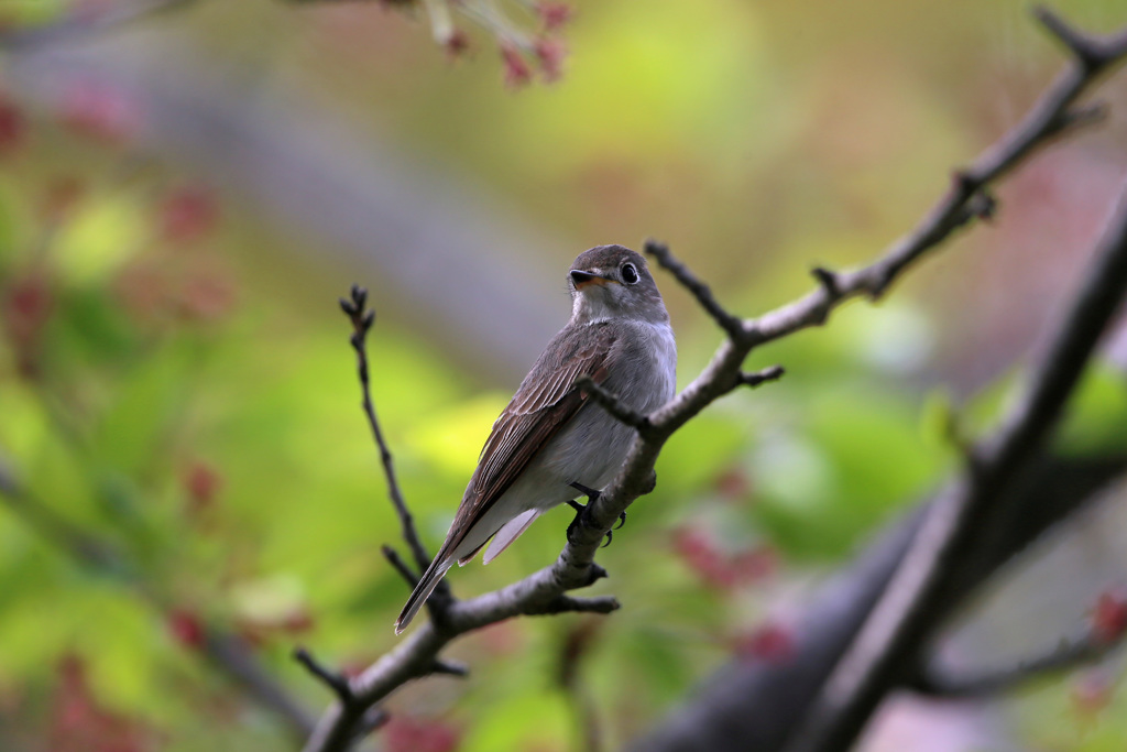 初めてのコサメビタキ-8
