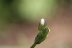 この花名前わかります
