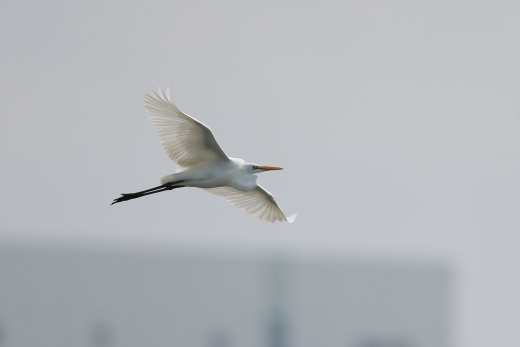 ダイサギセーフ