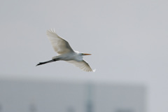 ダイサギセーフ