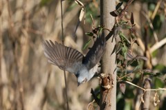 ヒヨドリの飛び方-3