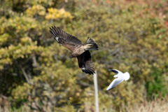 トビ急降下その3