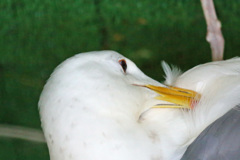 足が逆？