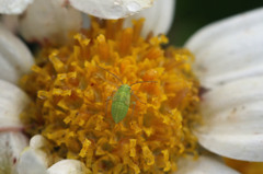 小粒のほうが可愛いの