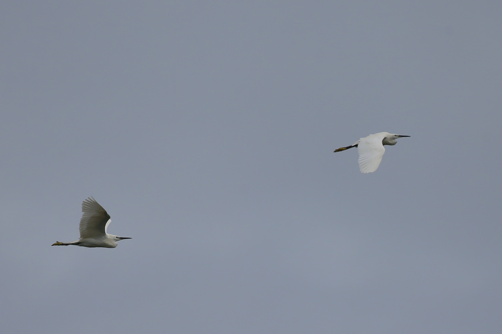 一生貴方についていくは