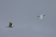 一生貴方についていくは