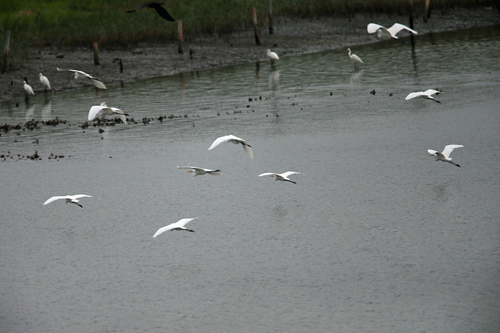 ダイサギさんいっぱい