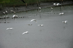 ダイサギさんいっぱい