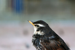 ツグミポートレイト