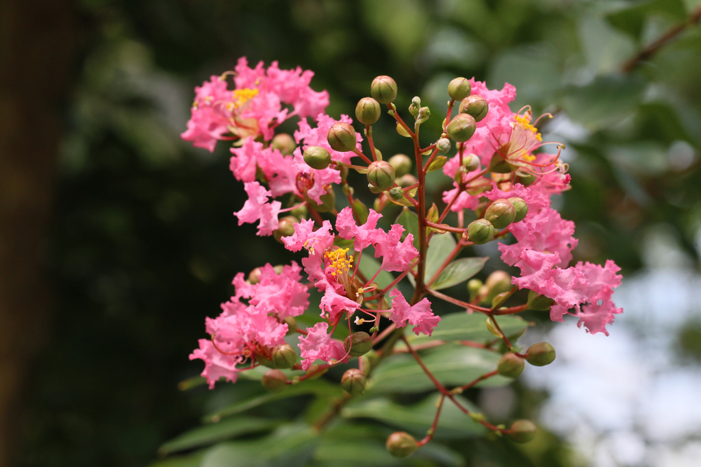 サルも木から落ちる？