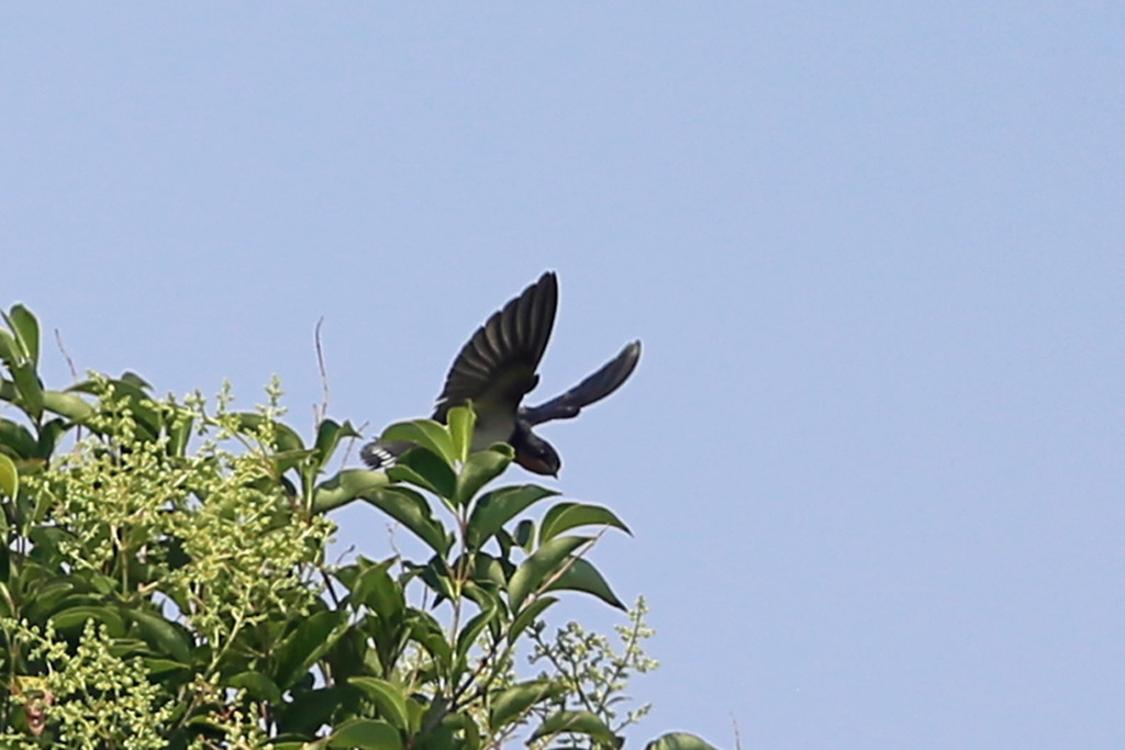 ツバメ飛び出し