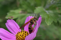 ピンクのステージ