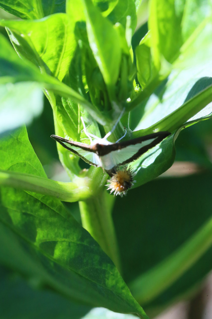 頭はフワフワ？