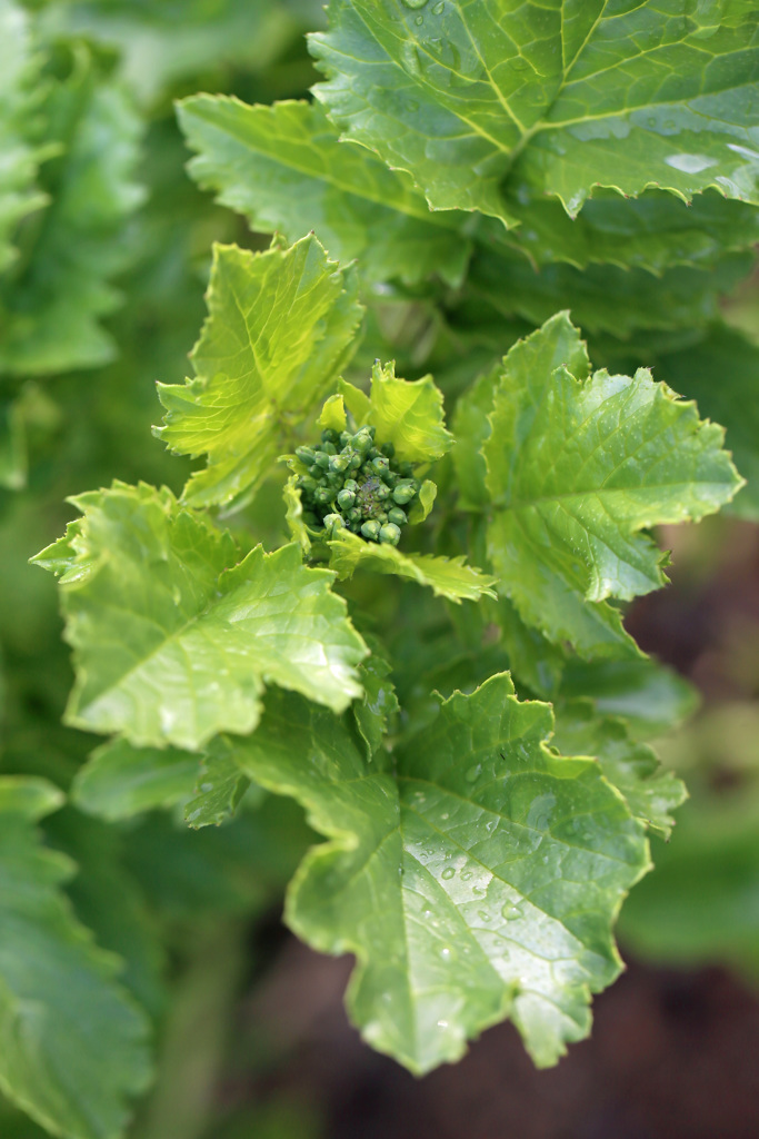 歓迎さてない花その4