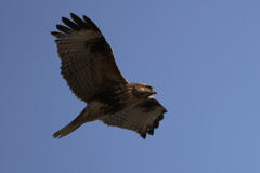 ロックオンかな？