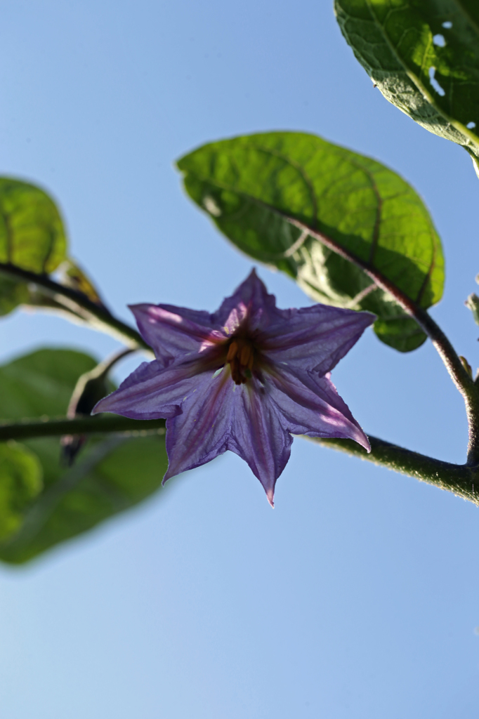 早く実がつかないかな