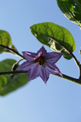 早く実がつかないかな