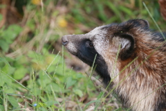 ポンタポートレイト