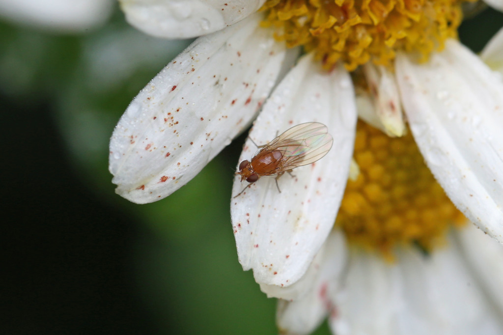 今日も来てくれました