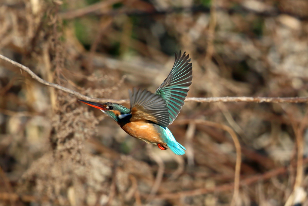 カワセミ図鑑写真