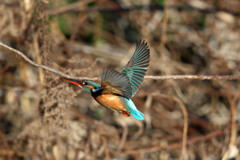 カワセミ図鑑写真