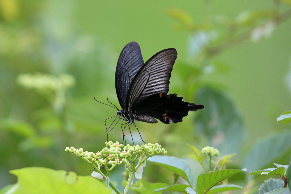 クロアゲハさん