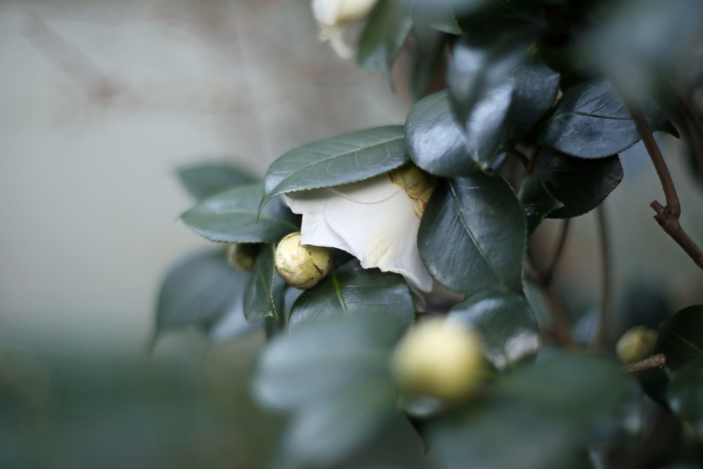 写真の基本50ｍｍレンズその1