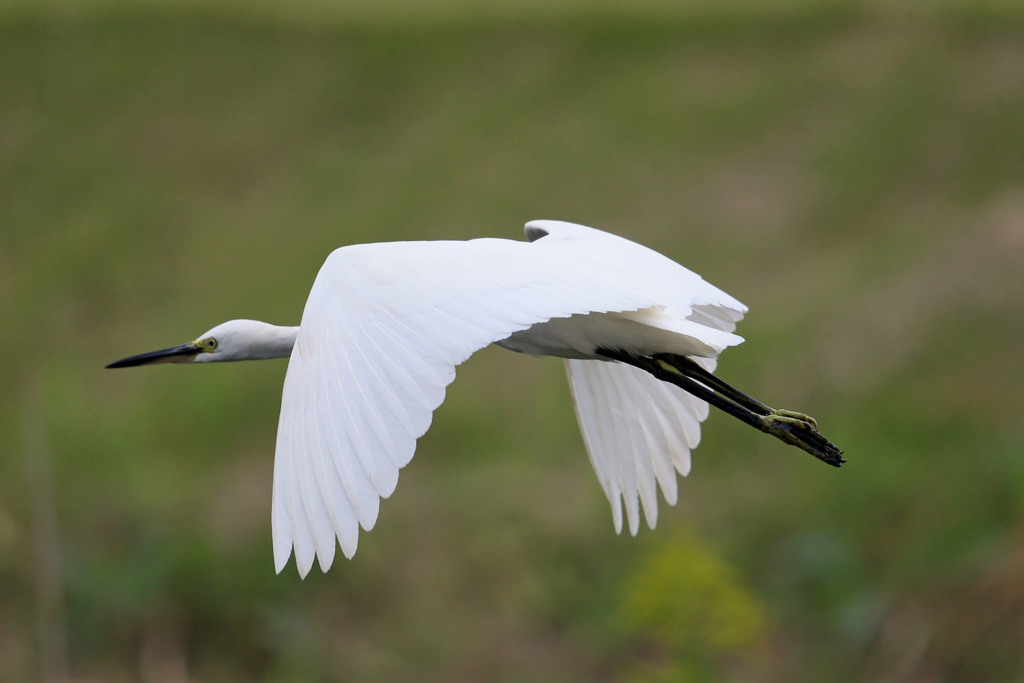 コサギアップで