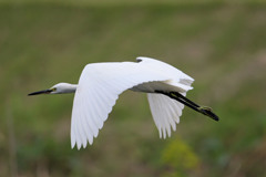 コサギアップで