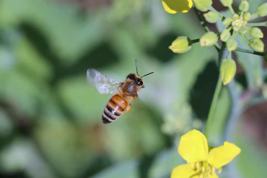 ミツバチ飛行中-3