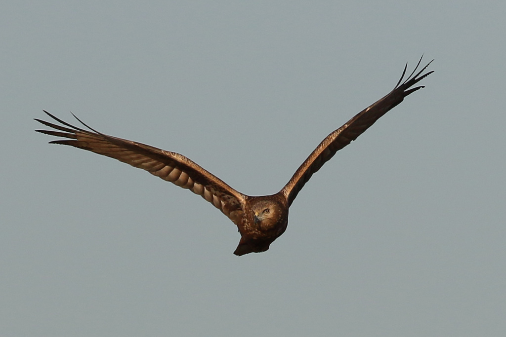 チュウヒの飛び方-1