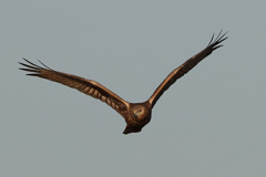 チュウヒの飛び方-1