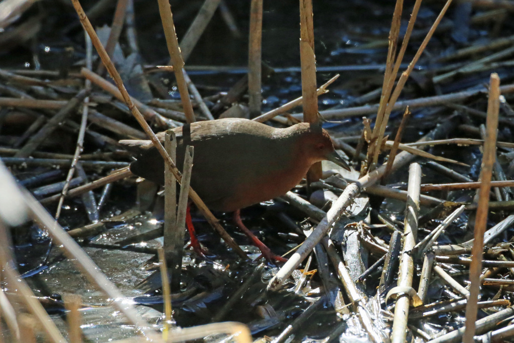 初ヒクイナその1