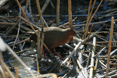 初ヒクイナその1