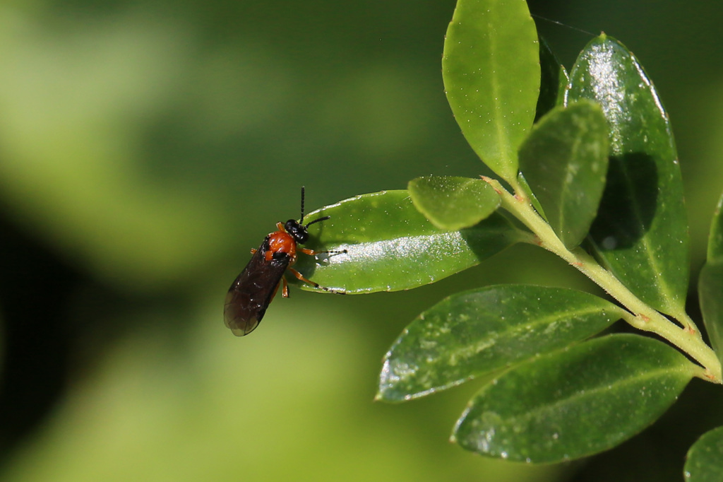 あなたはどなた