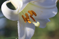 さっきハチさん来てました