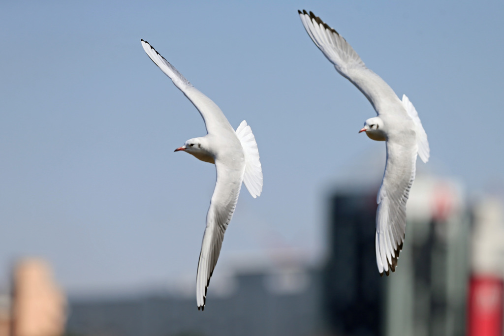 二羽ならんで左旋回