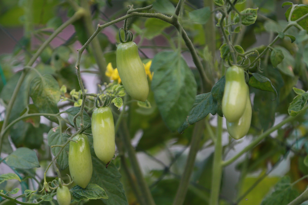 赤くならないよ～