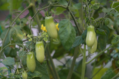 赤くならないよ～