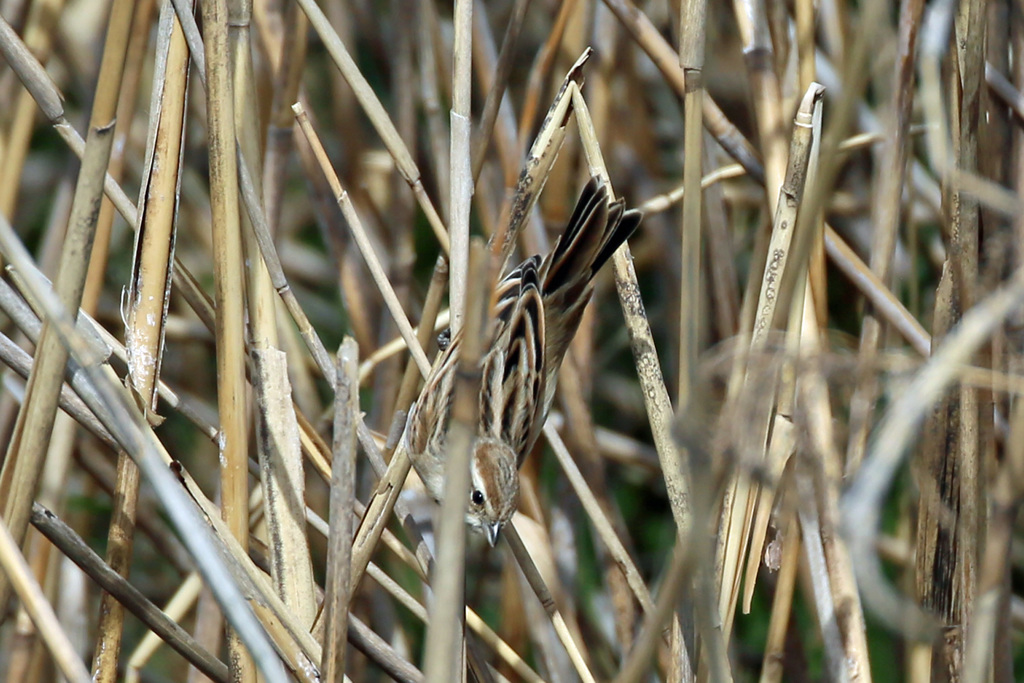 オオジュリン-2