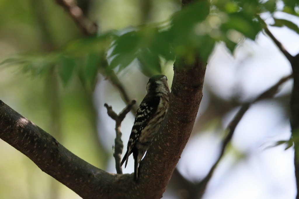 ねえこっち見てね