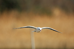 夕暮れ時 夕暮れ時