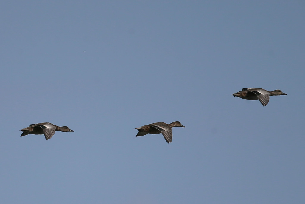 青空とオナガガモ